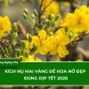 Bí Quyết Kích Nụ Mai Vàng Nở Đúng Tết 2026