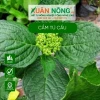 Bí quyết Kích thích Cẩm Tú Cầu Ra Hoa Đồng Loạt, Bông To Rực Rỡ
