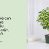Bí quyết trồng cây mộc hương trong chậu nở hoa thơm ngát