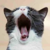 Biểu cảm 'mệt mỏi': Khi meme diễn tả chân thực nỗi lòng