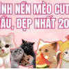 Bộ sưu tập hình nền meme mèo siêu hài hước và đáng yêu