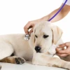 Cách Chữa Bệnh Parvo Ở Chó Tại Nhà An Toàn và Hiệu Quả