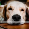 Cách Trị Bệnh Care Ở Chó Tại Nhà: Hướng Dẫn Chi Tiết