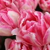 Cách Trồng Cây Tulip Từ Củ Chuẩn Xuất Sắc