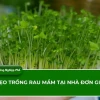 Cách Trồng Rau Mầm Tại Nhà Đơn Giản Cho Người Mới Bắt Đầu