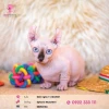 Cập nhật mèo sphynx giá bao nhiêu và kinh nghiệm chọn mua năm 2026