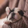 Chó bị bệnh đường ruột có nguy hiểm không và cách xử lý