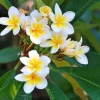 Có nên trồng hoa sứ trước nhà vị trí phong thủy tốt hay không?