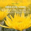 Hoa Cúc Vàng: Biểu Tượng Mùa Xuân và Ý Nghĩa Sâu Sắc
