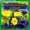 Hoa mai nở: Ý nghĩa, cách chăm sóc và thời điểm đẹp nhất 2026