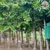 Hoa Móng Bò Tím: Đặc Điểm, Công Dụng và Ý Nghĩa Phong Thủy