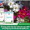 Hoa sao nhái bao lâu ra hoa và cách chăm sóc hiệu quả