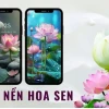 Hoa Sen Đẹp: Khám phá vẻ đẹp tinh khôi và ý nghĩa sâu sắc