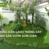Hướng dẫn chi tiết cách trồng cây cảnh sân vườn và trong chậu