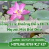 Hướng dẫn chi tiết cách trồng sen tại nhà