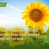 Hướng dẫn trồng hoa hướng dương bằng hạt: Bí quyết làm vườn đơn giản
