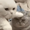 Khám phá 1001+ Meme An Ủi: Liều Thuốc Tinh Thần Cho Ngày Buồn