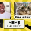 Khám phá 750+ Avatar Meme Mèo Bựa Hài Hước Nhất 2026