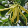 Khám phá Cây Hoa Dẻ: Vẻ đẹp quyến rũ và hương thơm say đắm