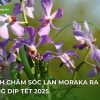 Khám phá Hoa Lan Mokara: Vẻ đẹp rực rỡ và cách chăm sóc hiệu quả