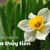 Khám phá Hoa Thủy Tiên Vàng: Ý nghĩa, đặc điểm và cách trồng chi tiết