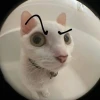 Khám phá Meme Cat The Rock: Biểu cảm 'Ngầu Đét' viral trên mạng xã hội