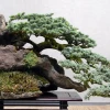 Khám Phá Thế Cây Dáng Trực Trong Nghệ Thuật Bonsai