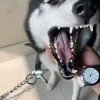 Khám phá thế giới meme chó cute và những hình ảnh hài hước nhất 2026