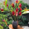 Khám Phá Toàn Diện Về Hoa Chuối Đỏ: Ý Nghĩa, Cách Trồng và Công Dụng Bất Ngờ