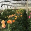 Khám phá vẻ đẹp hoa hồng Đà Lạt: Đặc điểm, các loại và ý nghĩa