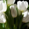 Khám phá vẻ đẹp tinh tế với Avatar Hoa Tulip