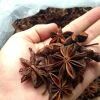 Kỹ thuật trồng và chăm sóc cây hoa hồi hiệu quả tại Lạng Sơn
