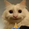 Meme Mèo Thả Tim: Bộ Sưu Tập Hình Ảnh Đáng Yêu Nhất 2026