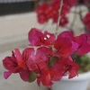 Thời điểm ghép hoa giấy và bí quyết chăm sóc để cây nở rực rỡ