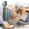 Tìm bệnh viện thú y Quận 7 uy tín, chuyên nghiệp nhất 2026