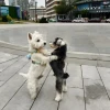 Tổng hợp 101+ Hình ảnh Meme Ôm Siêu Cute và Ý Nghĩa