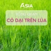 Tổng quan về các loại cỏ dại thường gặp trên ruộng lúa