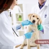 Top bệnh viện thú y Quận 10 uy tín, dịch vụ chuyên nghiệp 2026