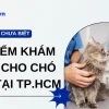 Top Bệnh Viện Thú Y Tại Thành Phố Hồ Chí Minh: Lựa Chọn Tin Cậy Cho Thú Cưng