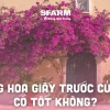 Trồng Hoa Giấy Trước Nhà: Mang May Mắn Hay Đại Kỵ?
