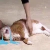 Tuyển tập ảnh meme mèo khóc: Khi "sen" làm "boss" rơi lệ