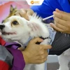 Vacxin 4 bệnh cho mèo giá bao nhiêu và những điều cần biết