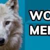 Wolf Meme: Tổng Hợp Những Meme Chó Sói Hài Hước Nhất 2026