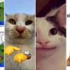 Tổng hợp meme cực độc lạ không đụng hàng dẫn đầu xu hướng 2026