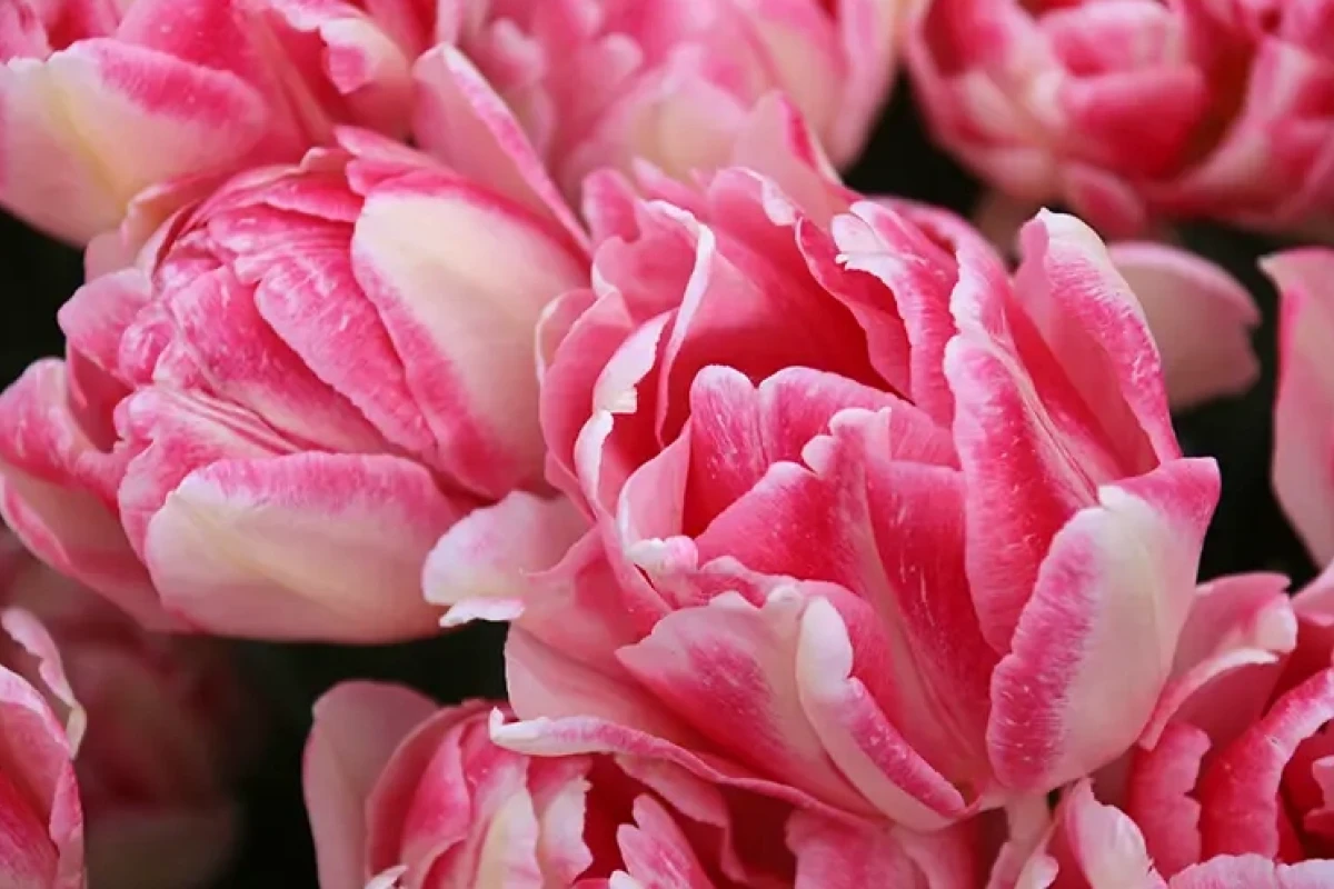 Cách Trồng Cây Tulip Từ Củ Chuẩn Xuất Sắc