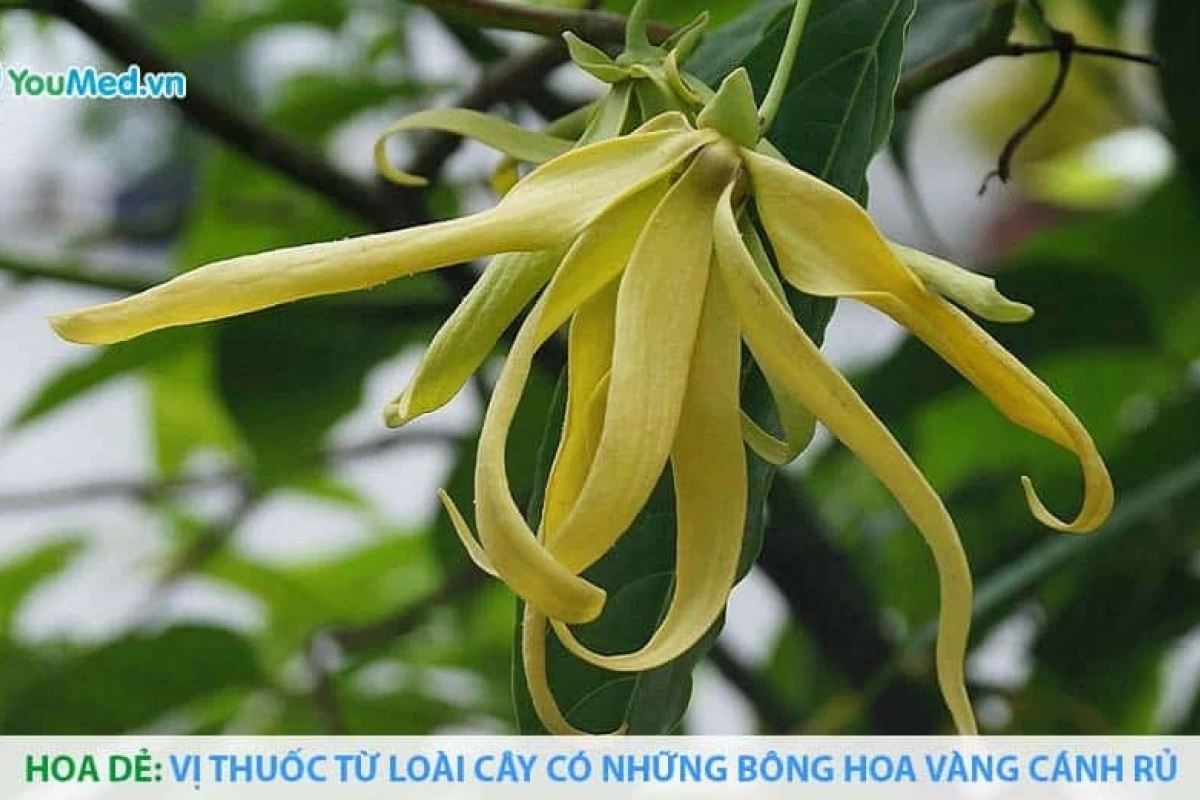 Khám phá Cây Hoa Dẻ: Vẻ đẹp quyến rũ và hương thơm say đắm