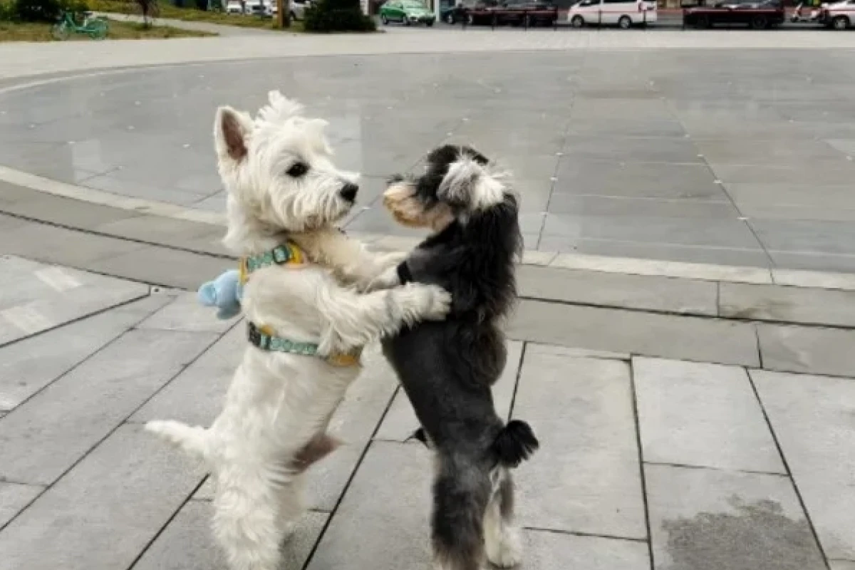 Tổng hợp 101+ Hình ảnh Meme Ôm Siêu Cute và Ý Nghĩa