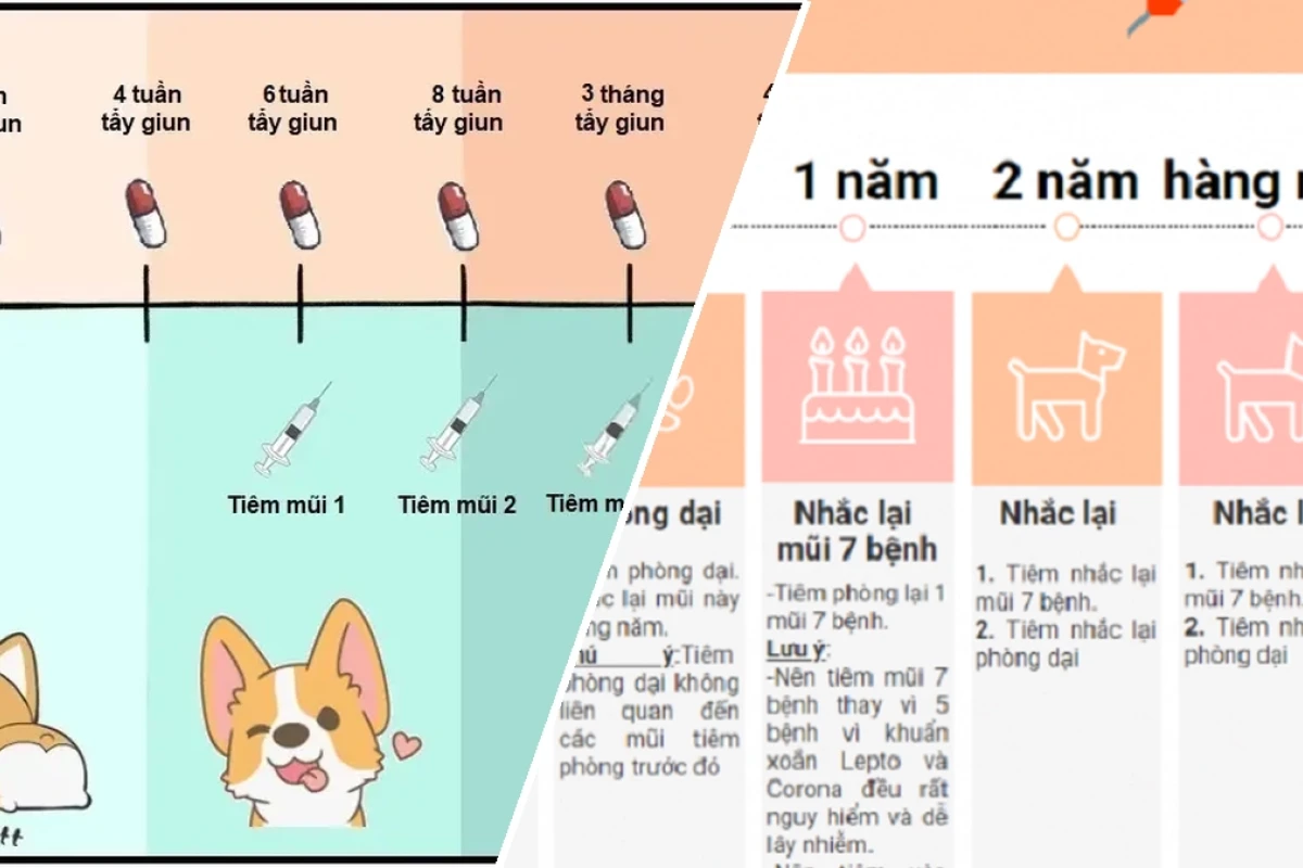Hướng dẫn chi tiết lịch tiêm phòng cho chó con chuẩn y khoa năm 2026