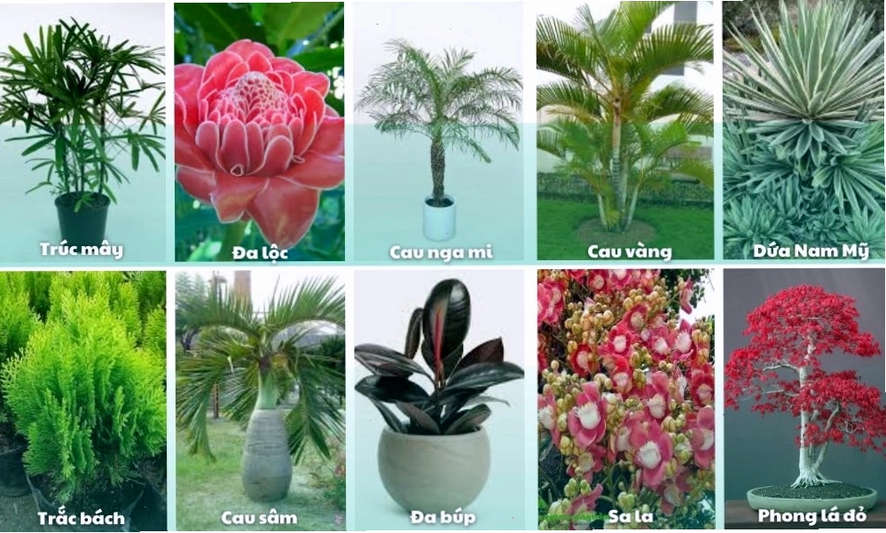 10 gợi ý các loài cây để trồng ở sân vườn