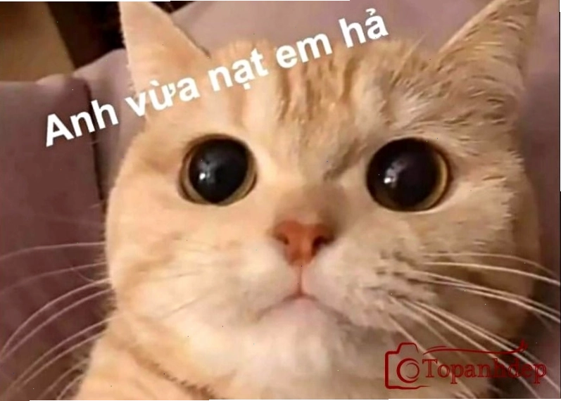 Ảnh chế meme mèo siêu bựa